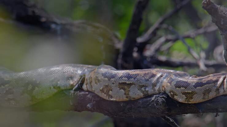 Indische rotspython gedrapeerd over een boomtak, opgaand in de natuurlijke omgeving