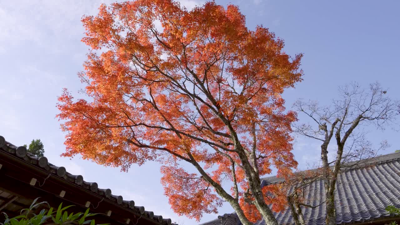 전형적인 일본 사원 부지 안의 밝은 은 메이플 나무