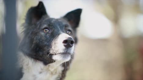 el retiro feliz para perros es un paraíso para perros y un hogar lejos del hogar para sus queridos compañeros.