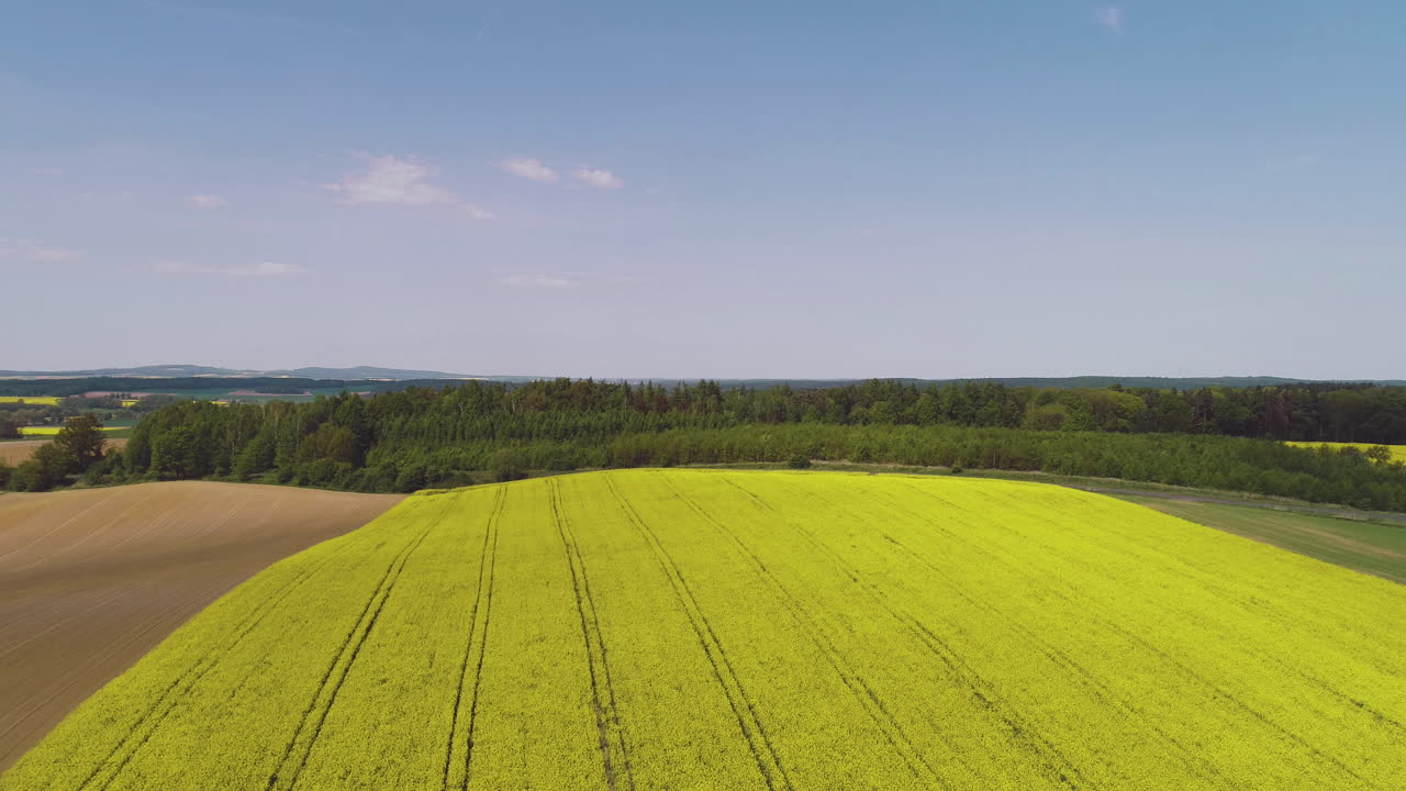 Aerial View of Blooming Rapeseed Field and Forest
