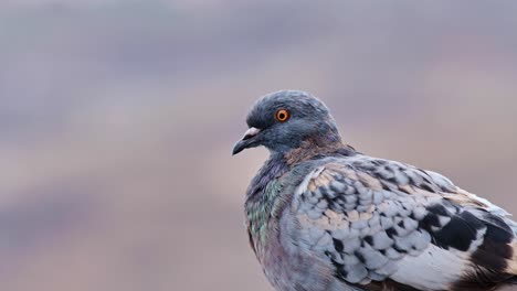 close-up of wild pigeon with intricate feather details, soft blurred background