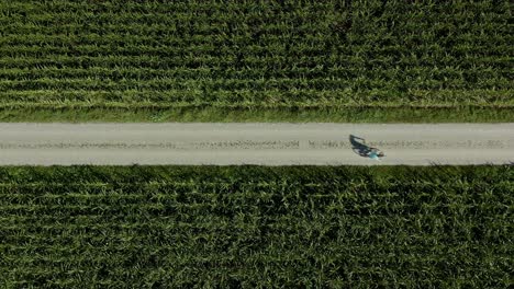 un hombre deportivo está montando una bicicleta entre un campo de maíz en crecimiento como un disparo de arriba hacia abajo desde un dron
