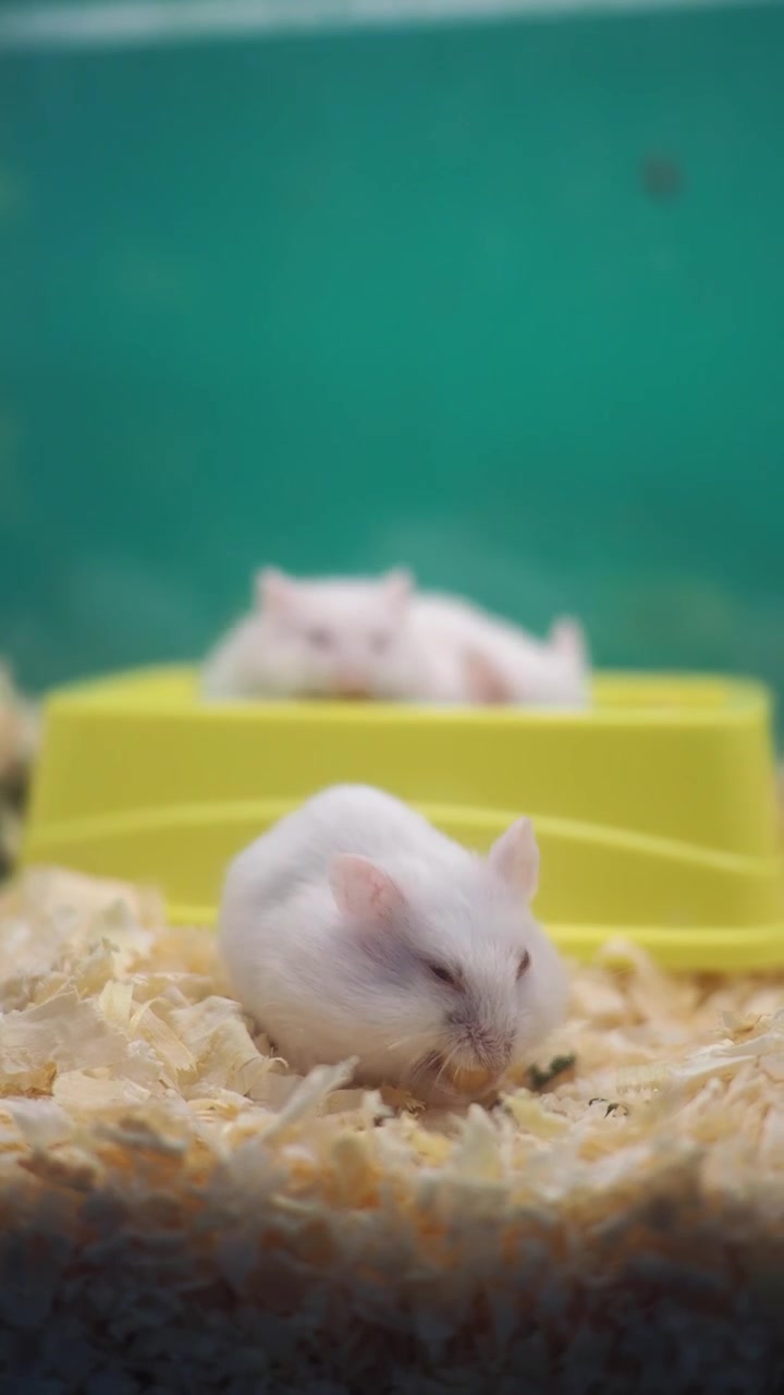 Criceto bianco che mangia un seme in una gabbia