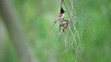 Indian-Paradise-Fliegenfänger-Füttert-Küken