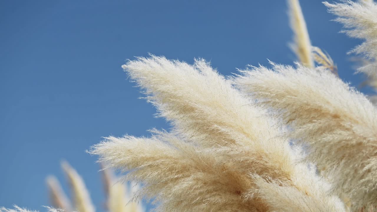 plantas de hierba de pampas balanceándose en el viento, fondo cercano de hierbas soplando suavemente en tiempo de viento, hermosa naturaleza disparada con cielo azul en el sol soleado en el día