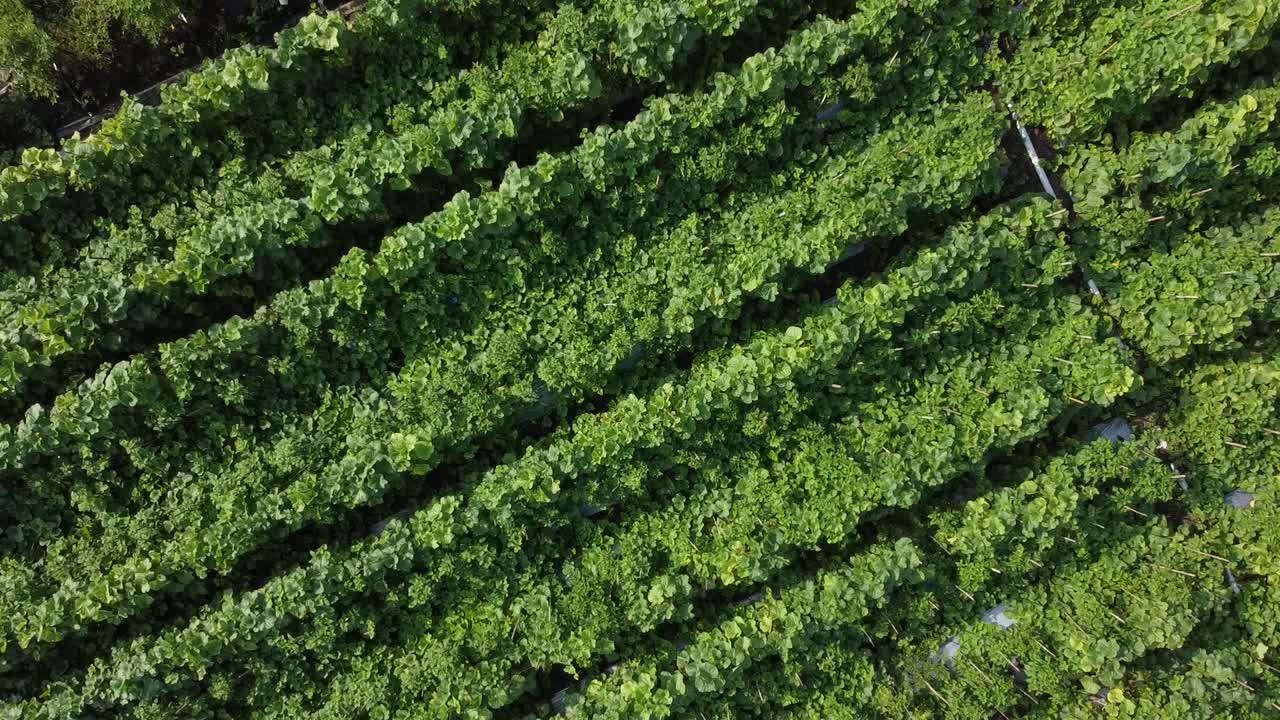 melón cantalupo y sandía que crecen en campos en indonesia