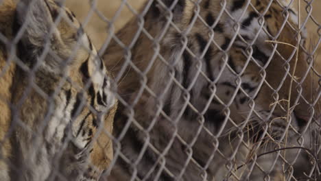 pair of tigers behind the fence in a zoo