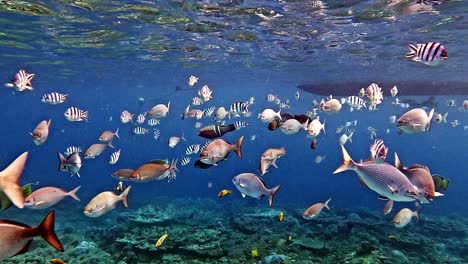 different species of tropical fish swimming under the bright blue sea over the coral reef - medium shot