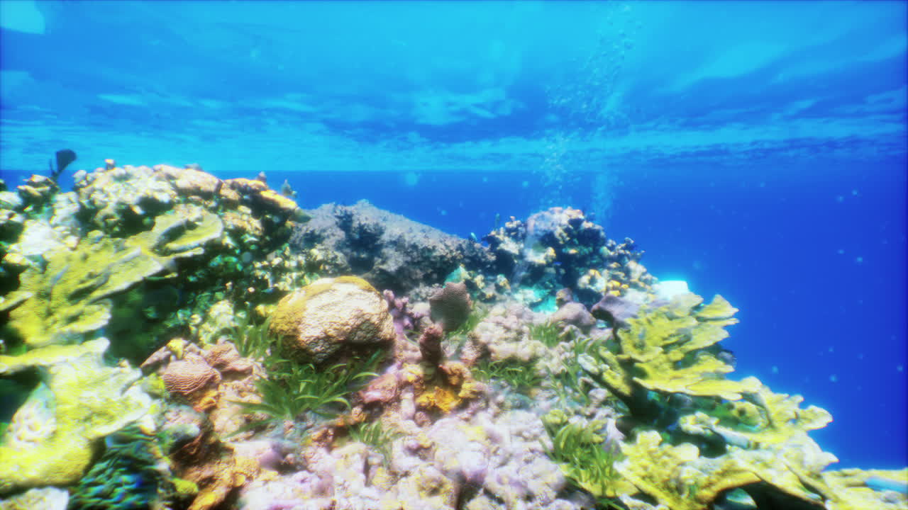 놀라운 수중 산호초