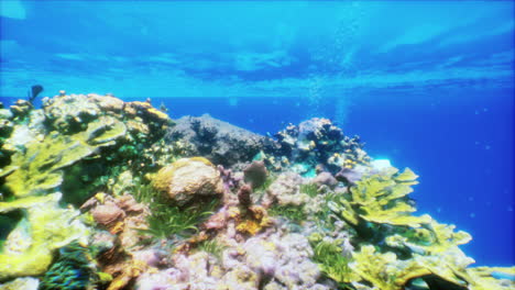 impresionante arrecife de coral submarino