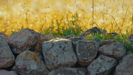 Close-up-tilt-up-shot-of-stone-and-rock-wall-around-grass-field