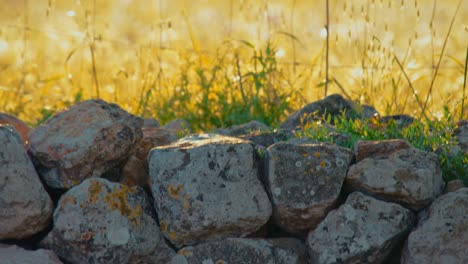 primer plano inclinado hacia arriba de la pared de piedra y roca alrededor del campo de hierba