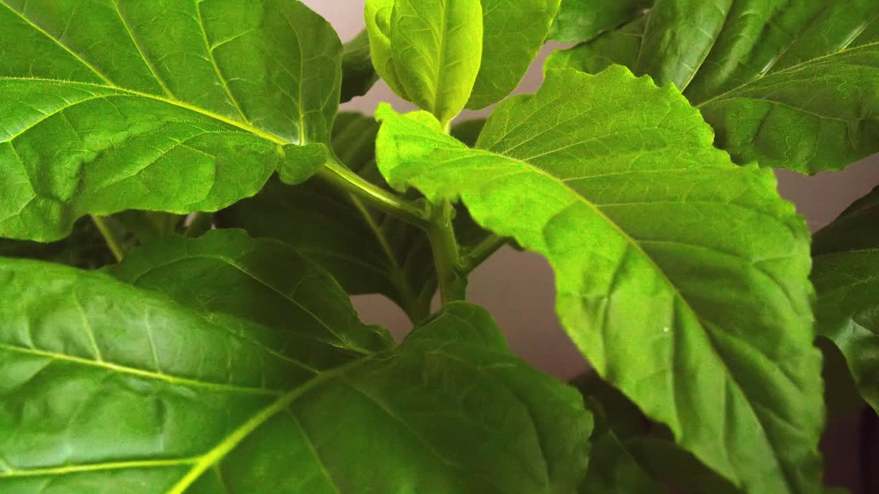 hojas verdes saludables: una sola planta de tabaco crece dentro de la casa