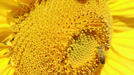 girasol amarillo con abeja.