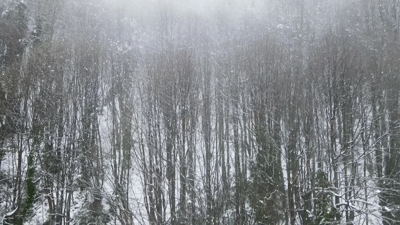 Tåkete snødekt skog