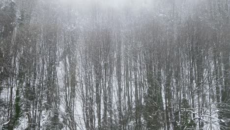 foggy snowy forest