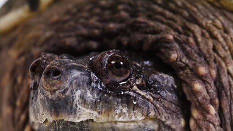 Makro-Nahaufnahme-Eines-Schnappschildkrötenauges