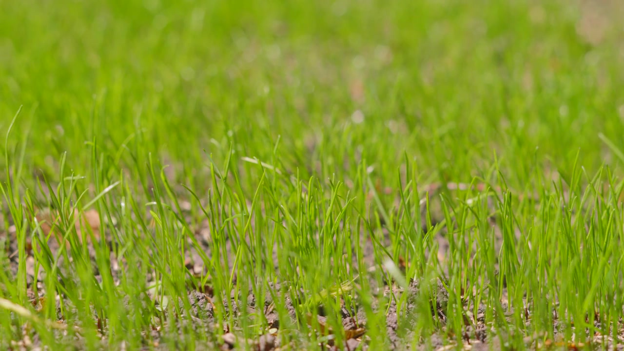 Carrellata su erba verde che cresce da terreno secco. Perfetto per documentari, contesti di cambiamento climatico o video agricoli.