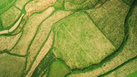 patchwork rice fields tilt up to reveal magic krast bobbing green mystic mountainous landscape with lake