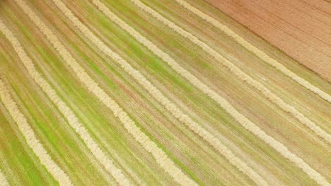 Drone-footage-of-golden-fields-and-combine-harvester