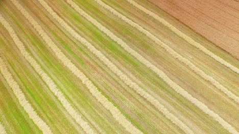 drone footage of golden fields and combine harvester
