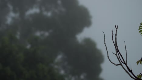 Zweig-Im-Wind-An-Nebligen-Tagen-Mit-Verschwommenem-Baum-Im-Hintergrund