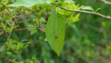 Seen-resting-on-a-leaf-swaying-with-some-wind,-Daddy-Long-legs-Spider,-Holocnemus-pluchei,-Khao-Yai-National-Park,-Thailand