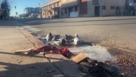 Una-Pequeña-Bandada-De-Palomas-Comunes-Bañándose-En-Agua-Sucia-De-La-Calle-En-Un-Bordillo-En-San-Diego