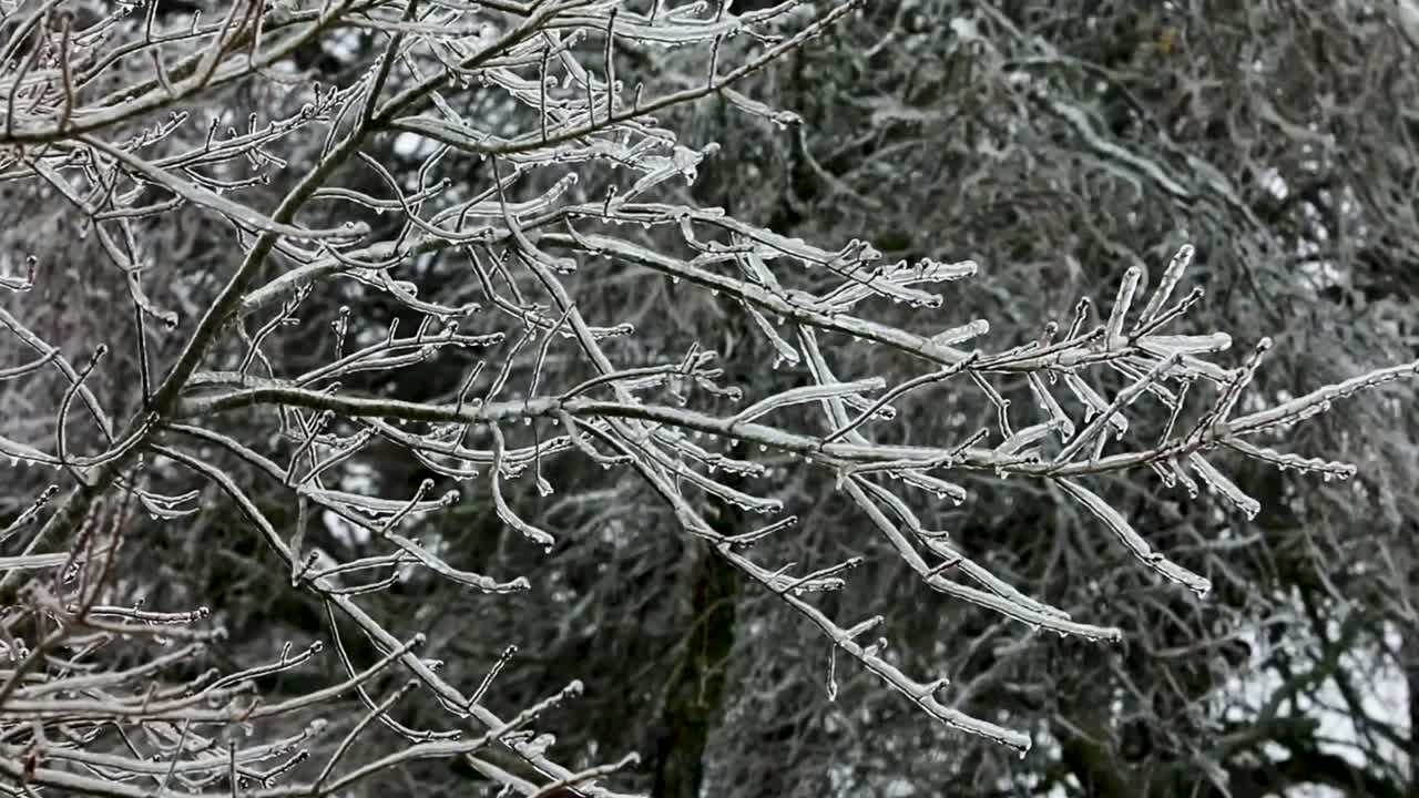 A Smooth steady view of tree branches coated in very cold ice after a storm, creating a winter wonderland