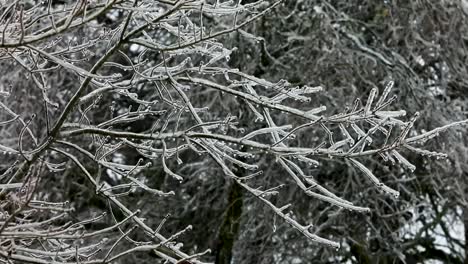 a smooth steady view of tree branches coated in very cold ice after a storm, creating a winter wonderland