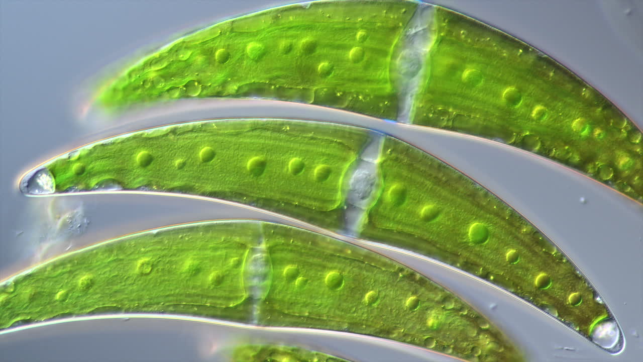 Close-up View of Green Algae Cells Under a Microscope