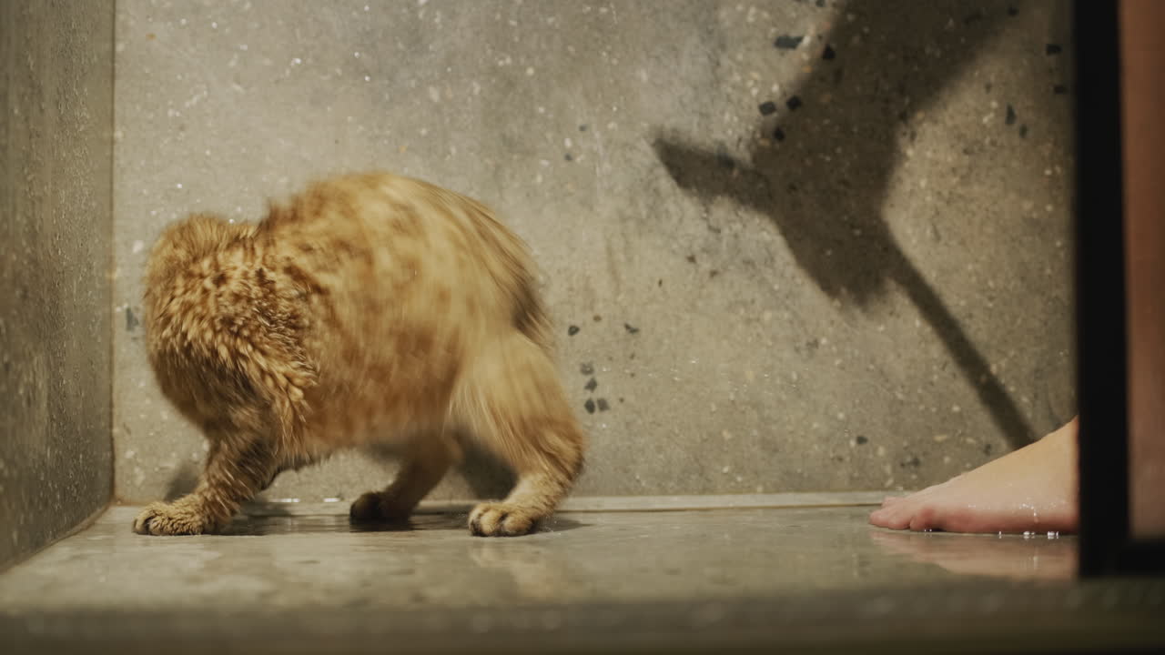 владелец играет со своей кошкой в душе. кошка пытается поймать струи воды.