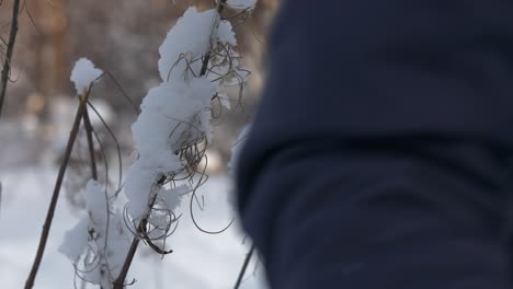 person is wading through deep snow in background while focusing frozen plant