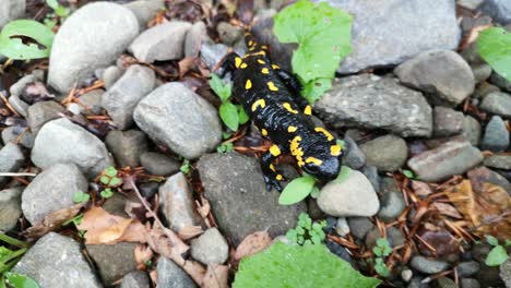 salamander on a rainy evening in the forest