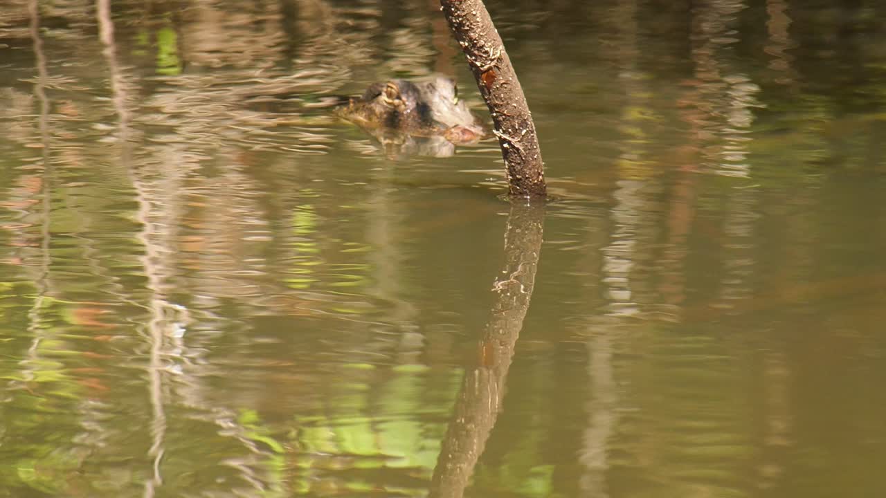 primer plano de mano del cocodrilo yong observando la cámara de cerca