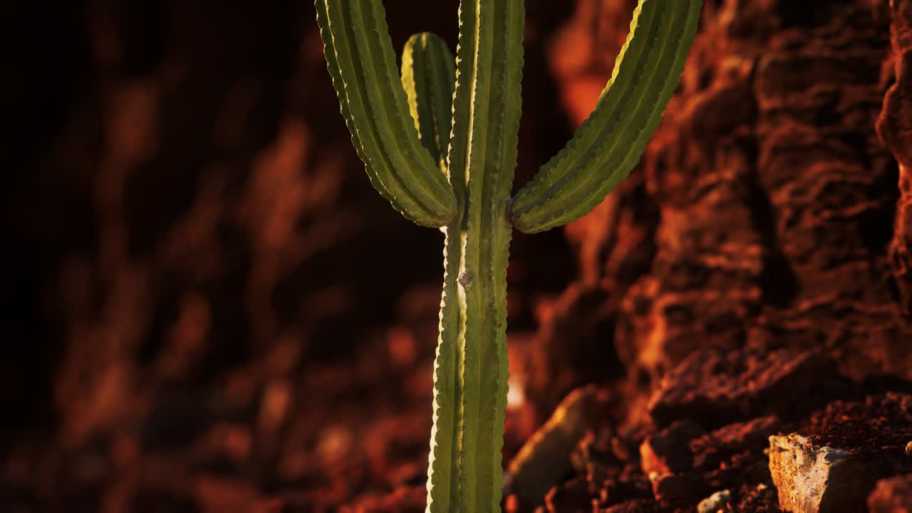 cactus en el desierto de arizona cerca de piedras de roca roja