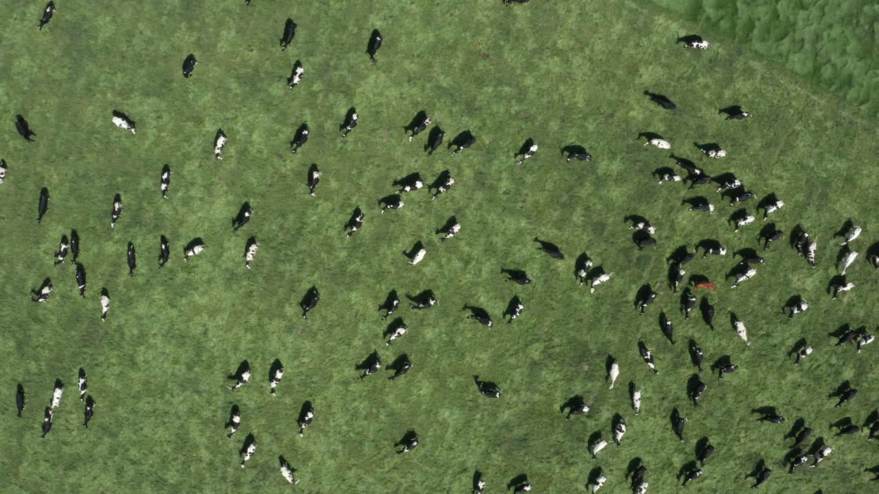 위에서 소의 공중 필드