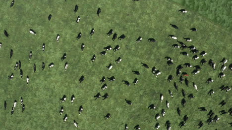 aerial field of cows from above