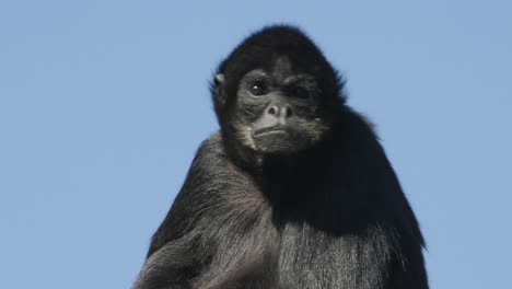 a black-headed spider monkey with a clear blue sky as the background