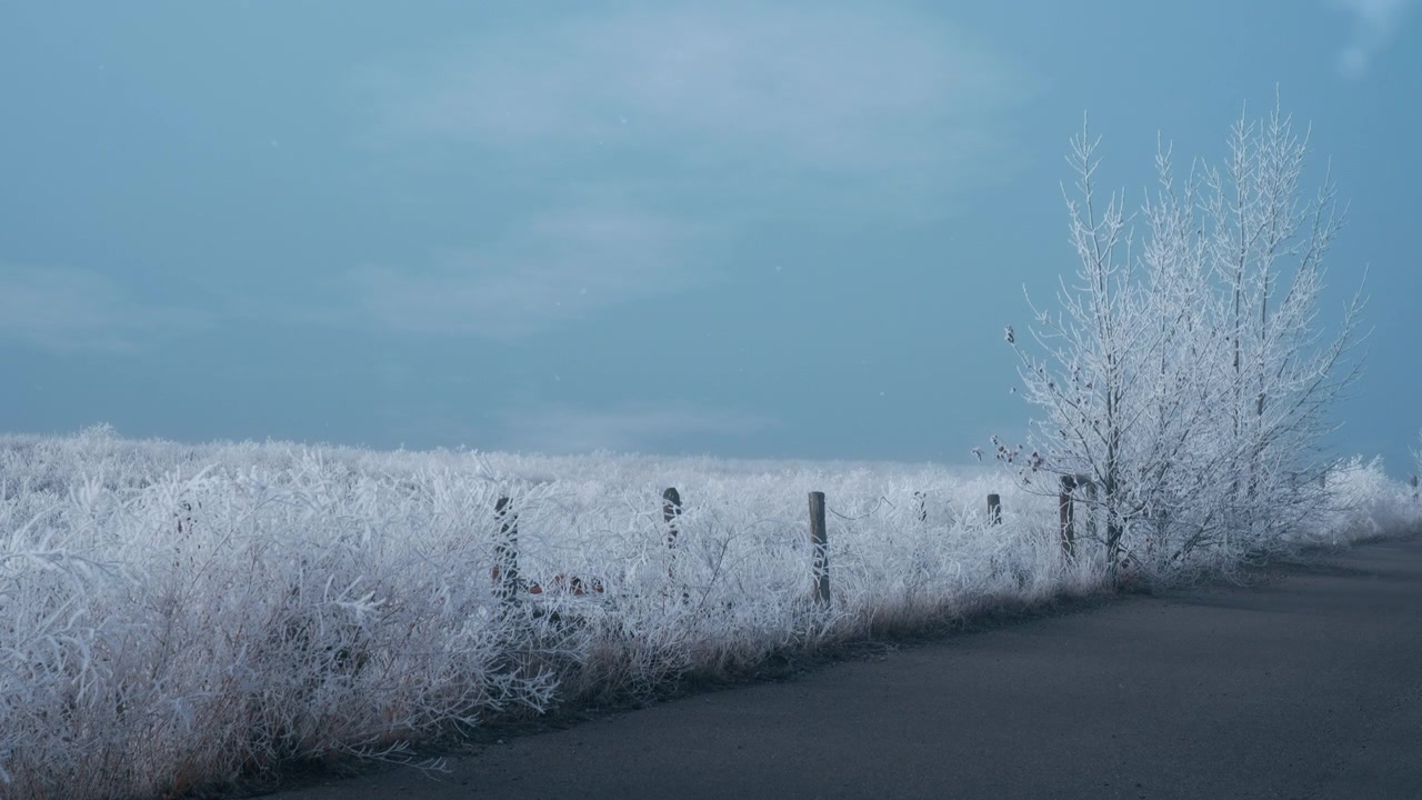 樹木和草地覆蓋著雪霜，襯托著藍天背景