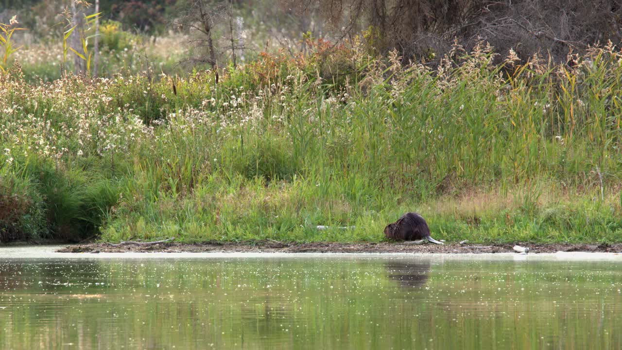 Environmental establishing shot of beaver on lake shore eating greens