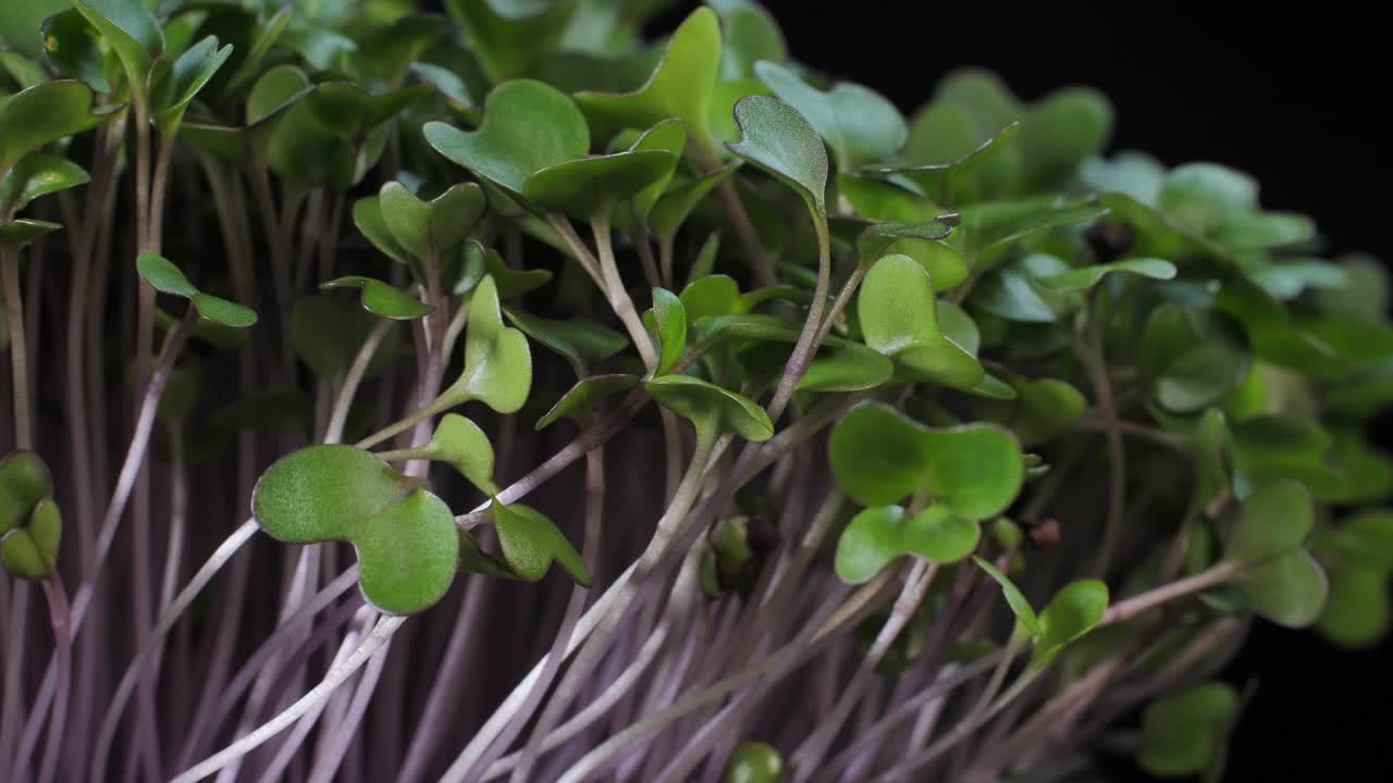 germinación de semillas para la nutrición. plántulas micro verdes