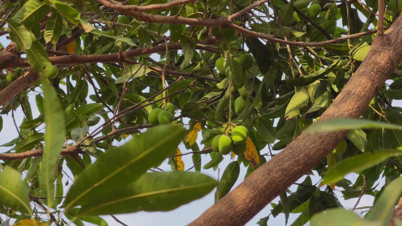 Vista aproximada de várias mangas verdes imaturas penduradas em cacho entre galhos e folhas, com a luz do sol criando reflexos quentes em um cenário tropical natural ao ar livre