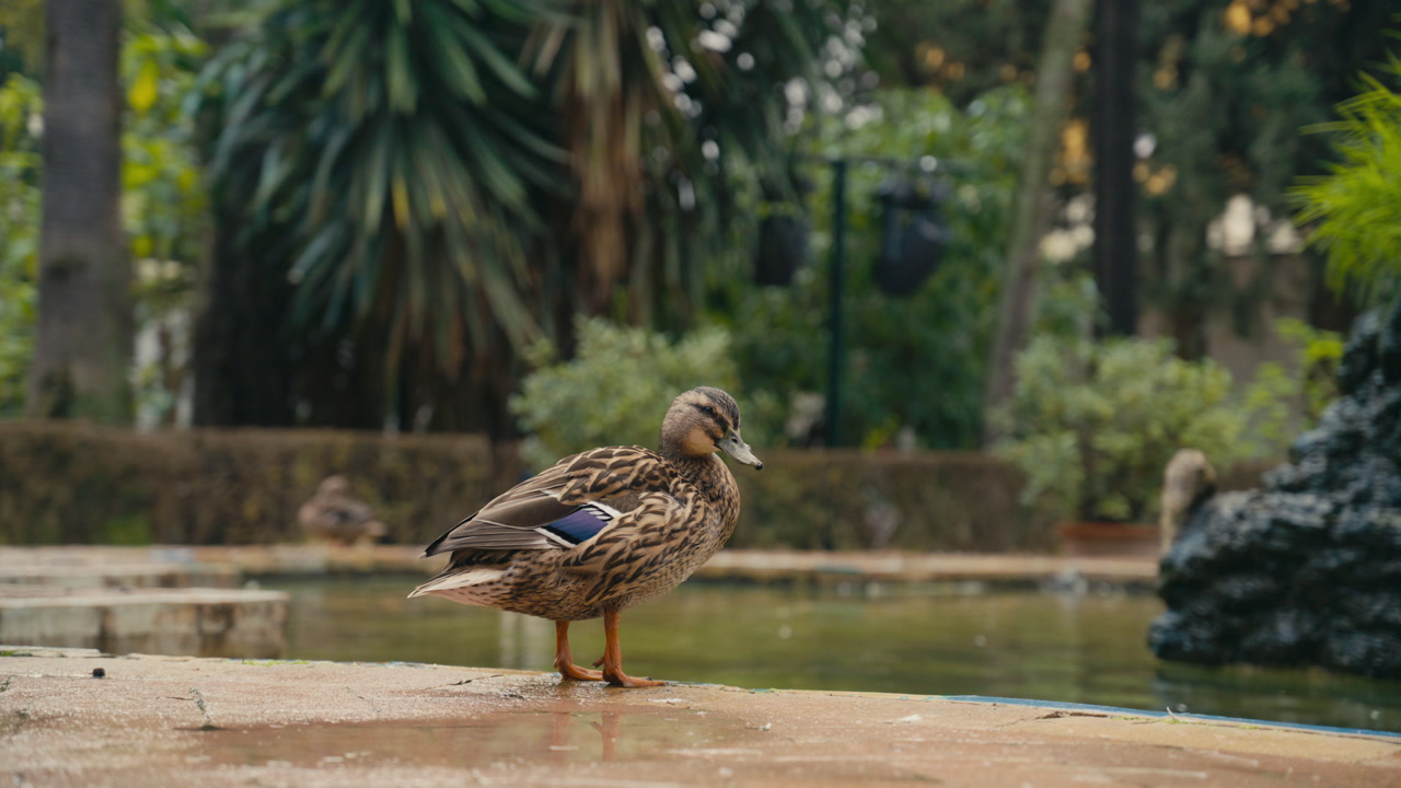 Duck standing by the edge of a fountain preening its feathers in a lush Mediterranean garden in Spain, with soft greenery and calm water in the background.