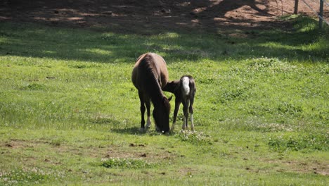 Baby-chestnut-foal-looks-for-a-milk-meal-from-horse-mom-in-pasture