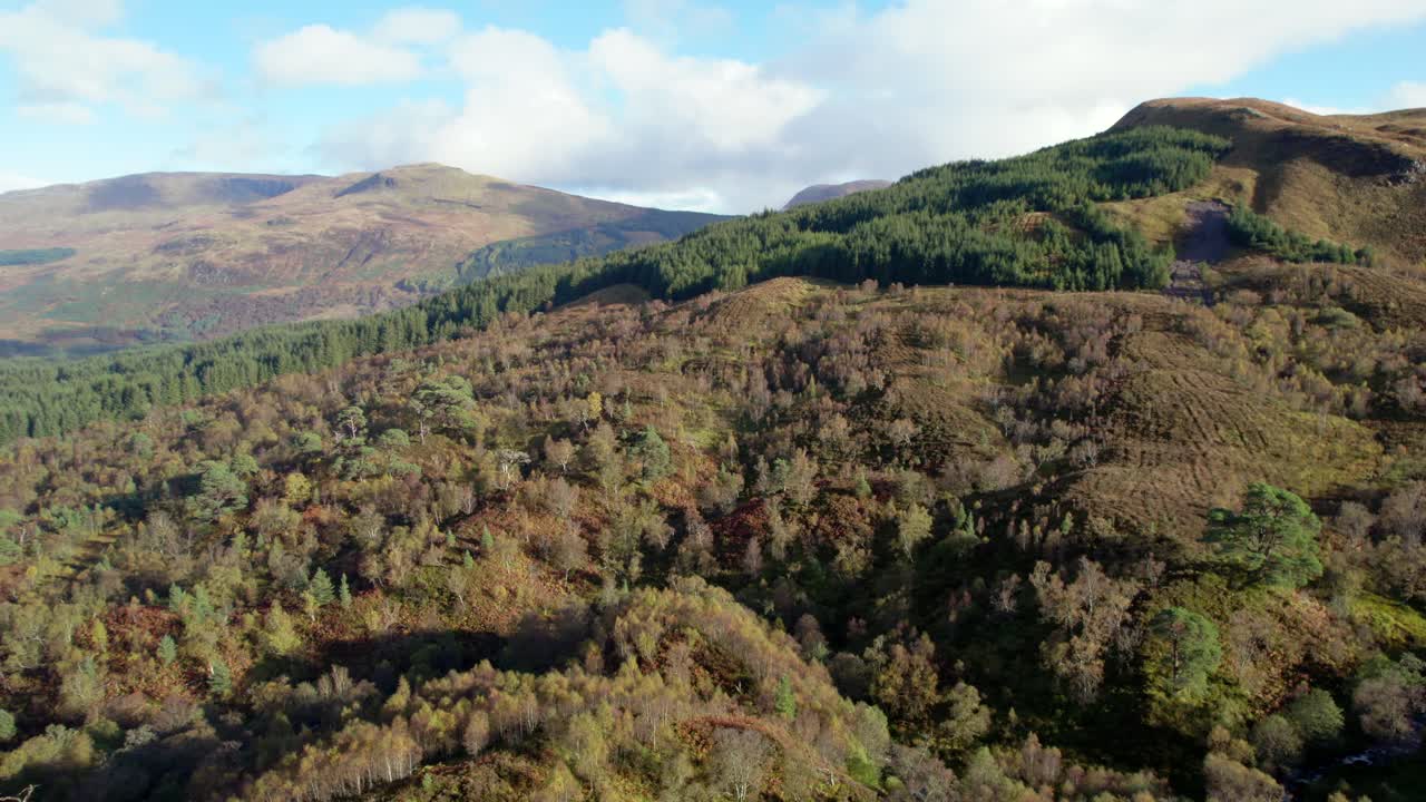 un dron vuela lentamente hacia adelante y gira sobre un dosel forestal de abedules nativos en pleno color otoñal y una plantación de coníferas no nativas ubicada entre un paisaje montañoso