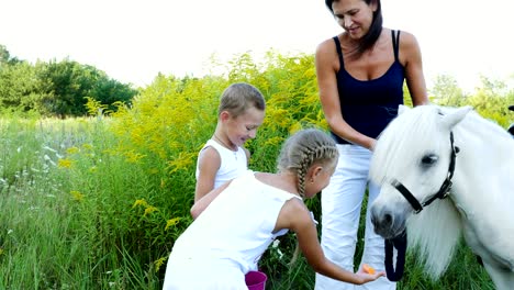 children, a boy and a girl of seven years, fed a white pony, give to eat carrots. cheerful, happy family vacation. outdoors, in the summer, near the forest