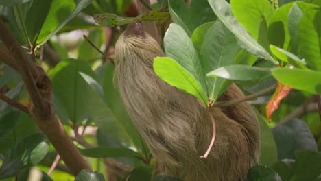 adorable furry two toed sloth hanging from branch in tropical forest, costa rica