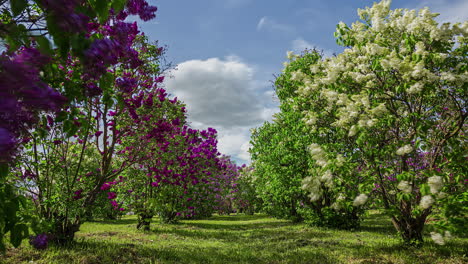 Tiro-Estático-De-Hermosas-Hileras-De-Lilas-Florecientes-Con-Flores-Moradas-Y-Blancas-En-Un-Día-Nublado-En-Timelapse