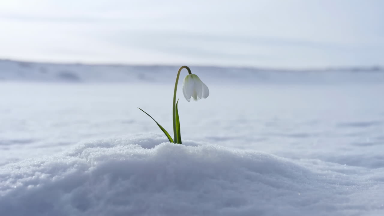 Bucaneve solitario che emerge dalla neve profonda, delicato fiore bianco piegato sotto il cielo freddo, stelo verde solitario.